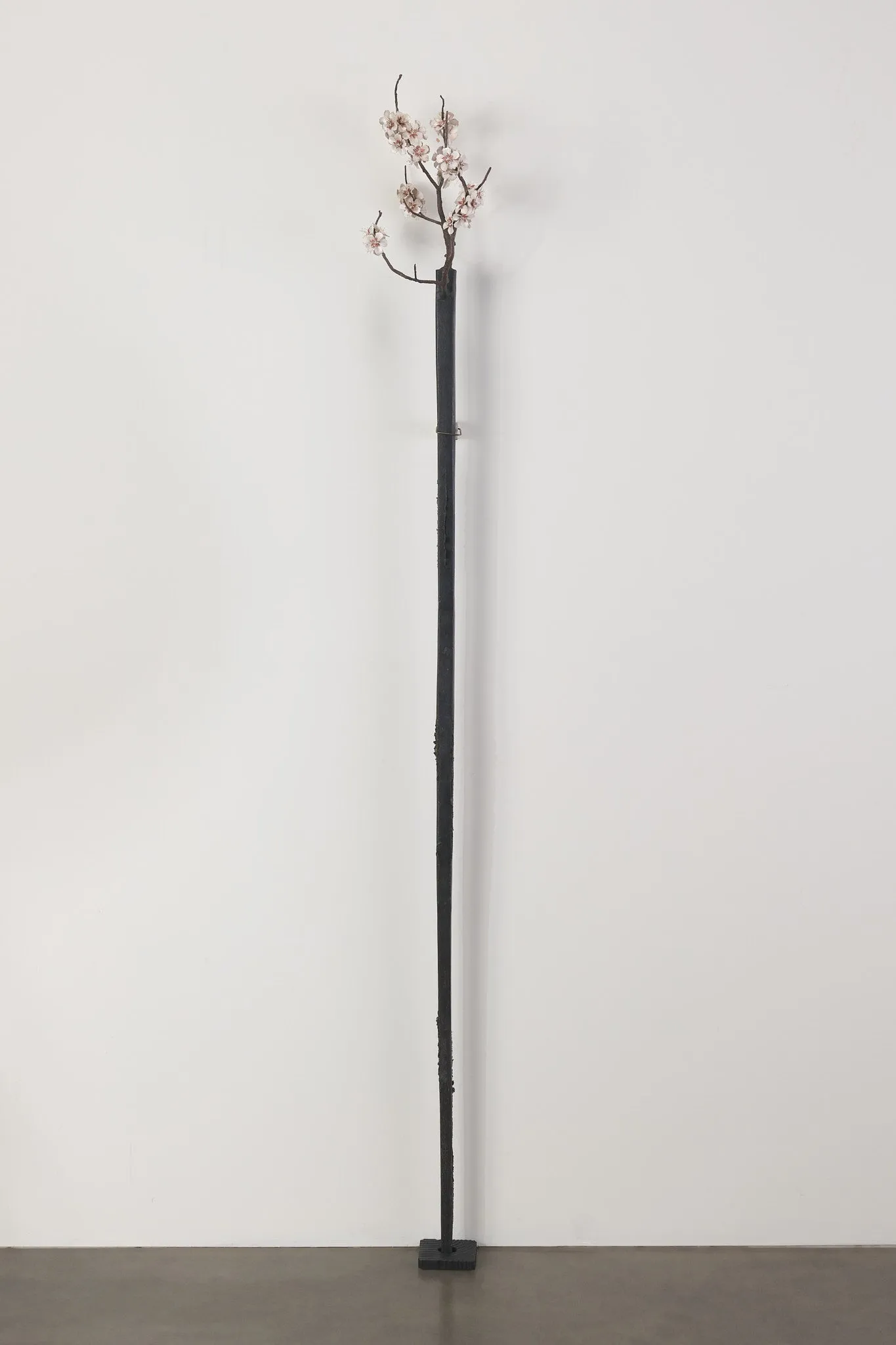 AARON'S ROD WITH ALMOND BLOSSOMS BY DIANE TINTOR