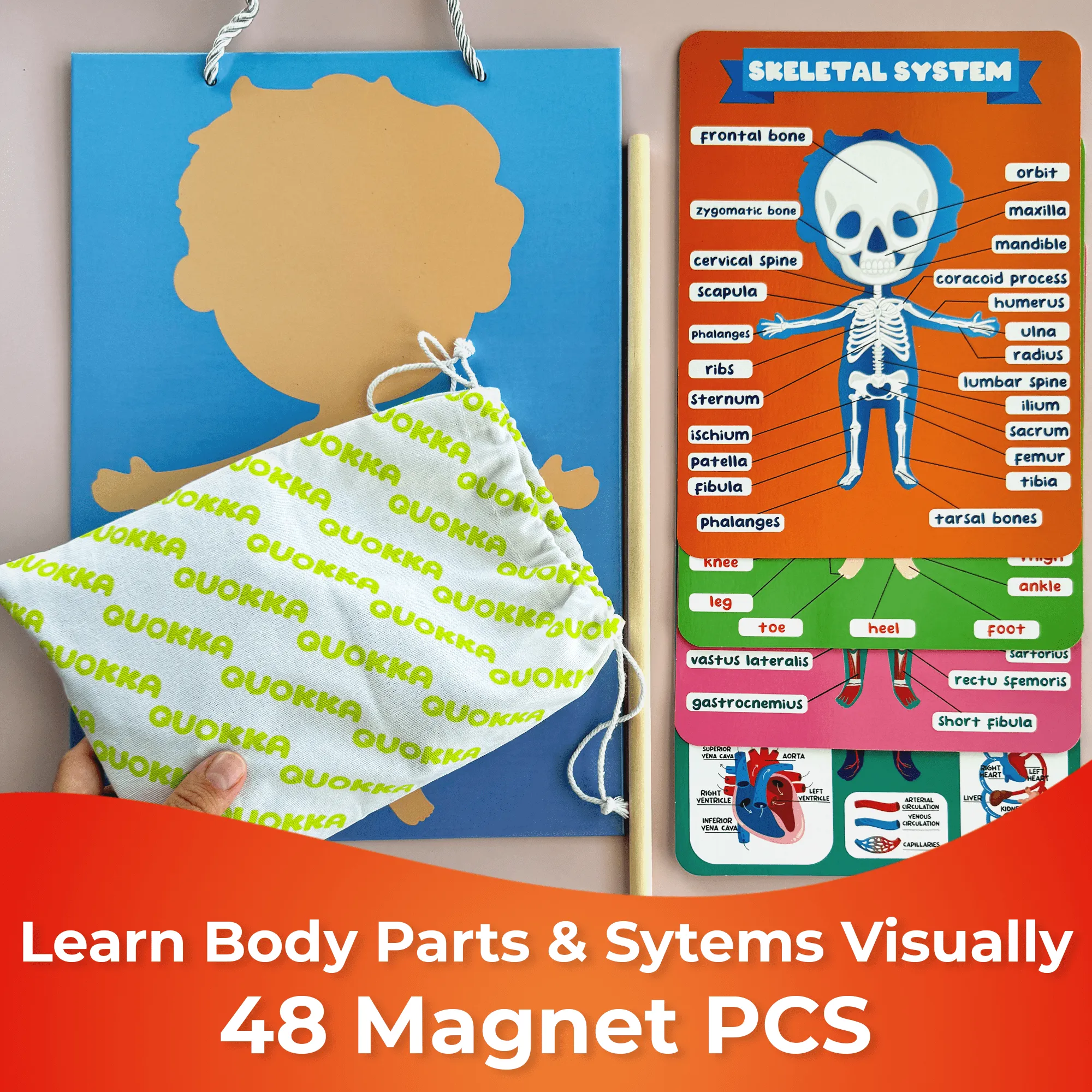 Magnetic Montessori Puzzles for Kids | Anatomy