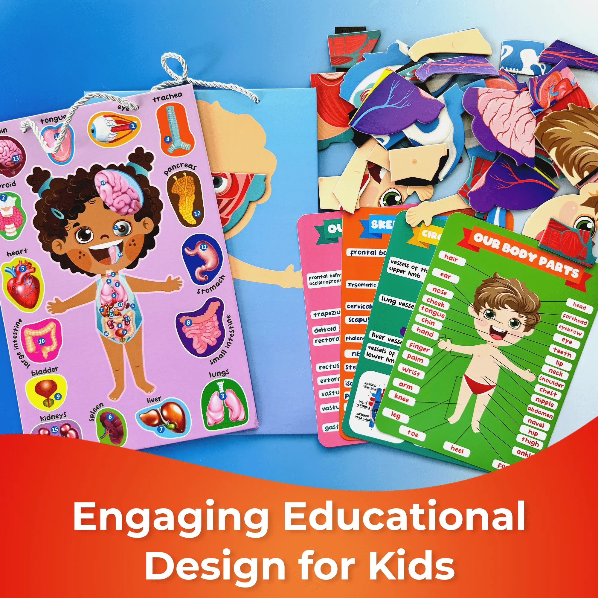 Magnetic Montessori Puzzles for Kids | Anatomy