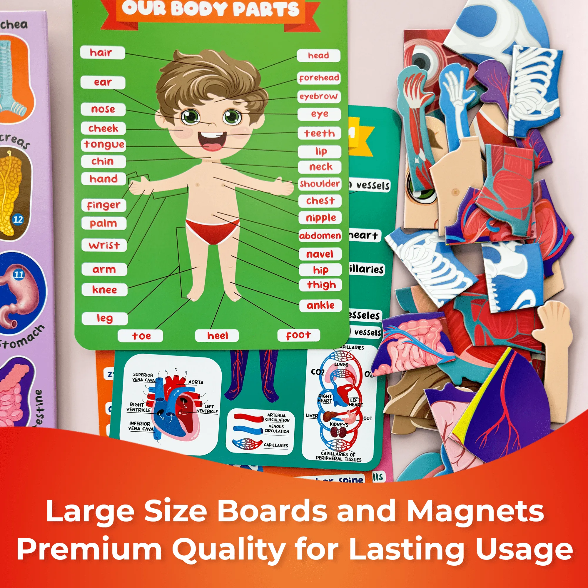 Magnetic Montessori Puzzles for Kids | Anatomy