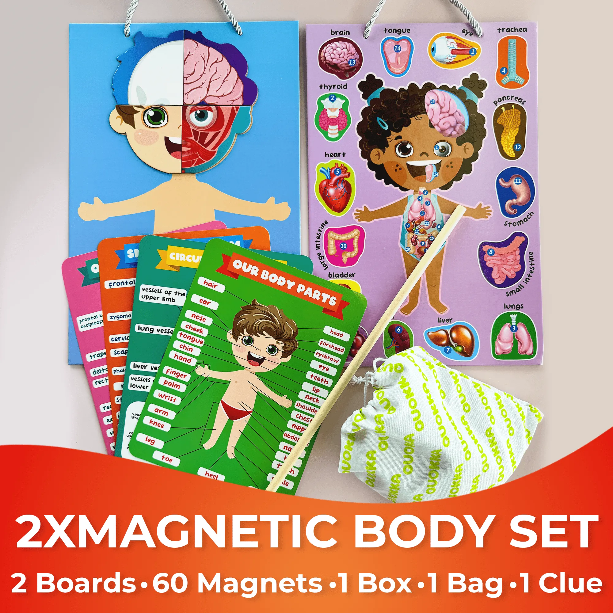 Magnetic Montessori Puzzles for Kids | Anatomy