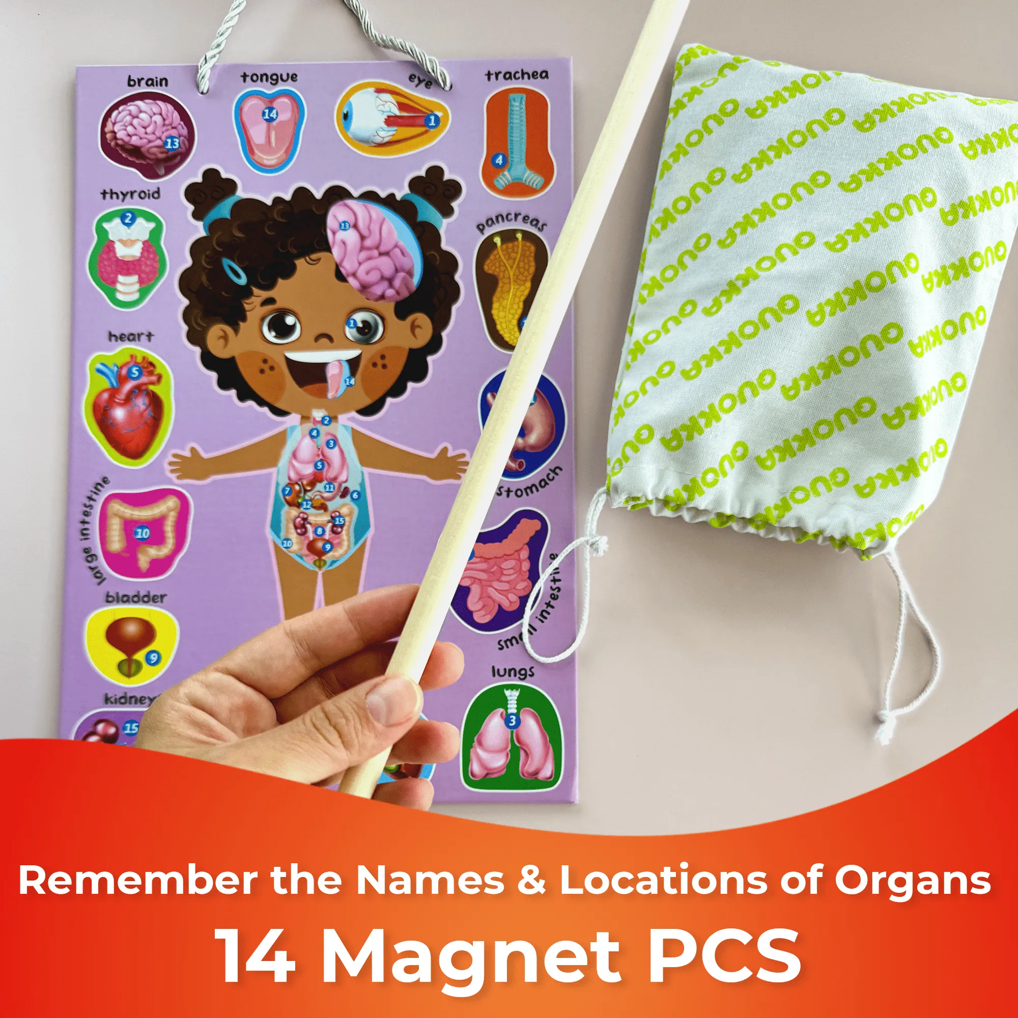 Magnetic Montessori Puzzles for Kids | Anatomy